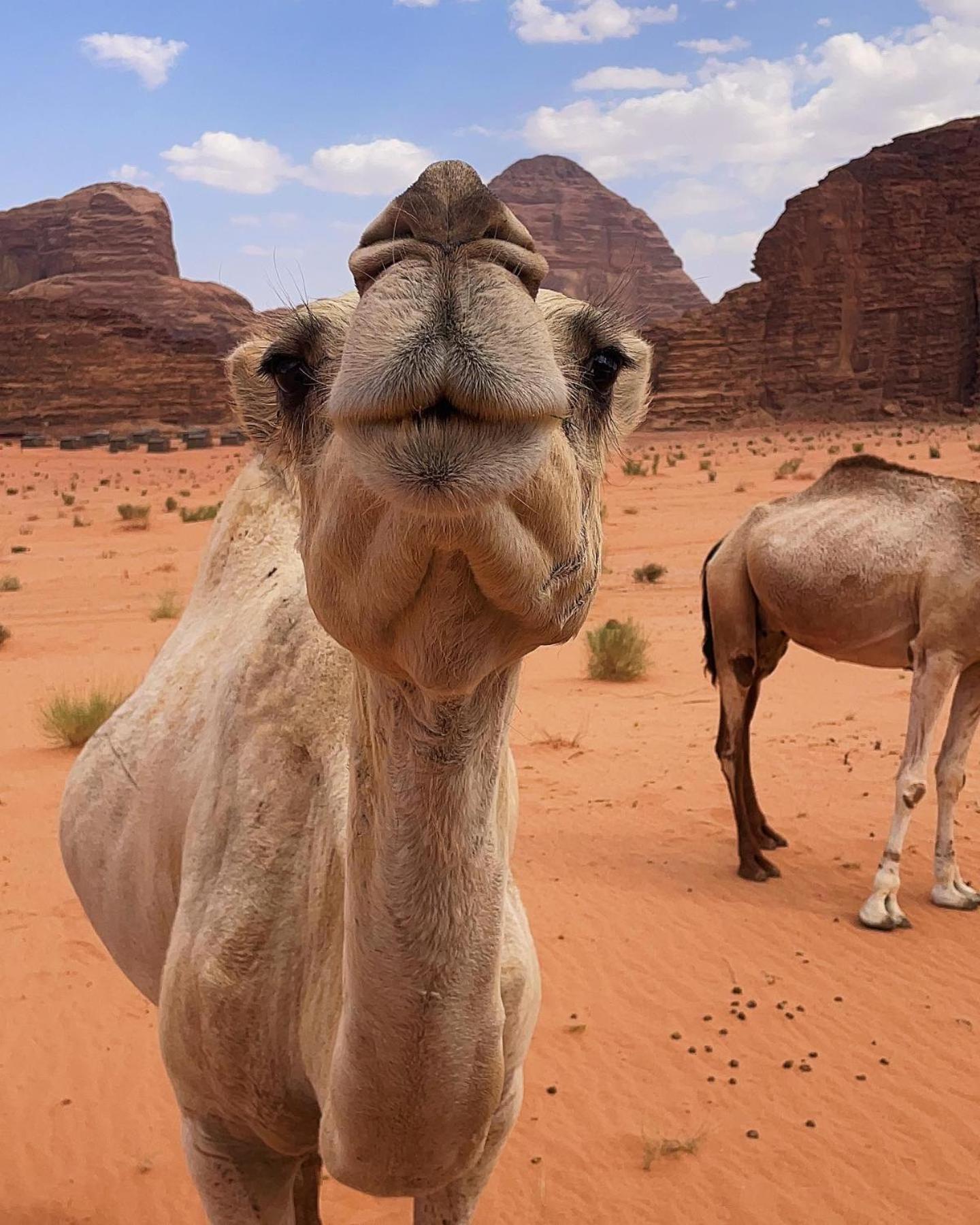 Daniela Camp Wadi Rum Exterior photo